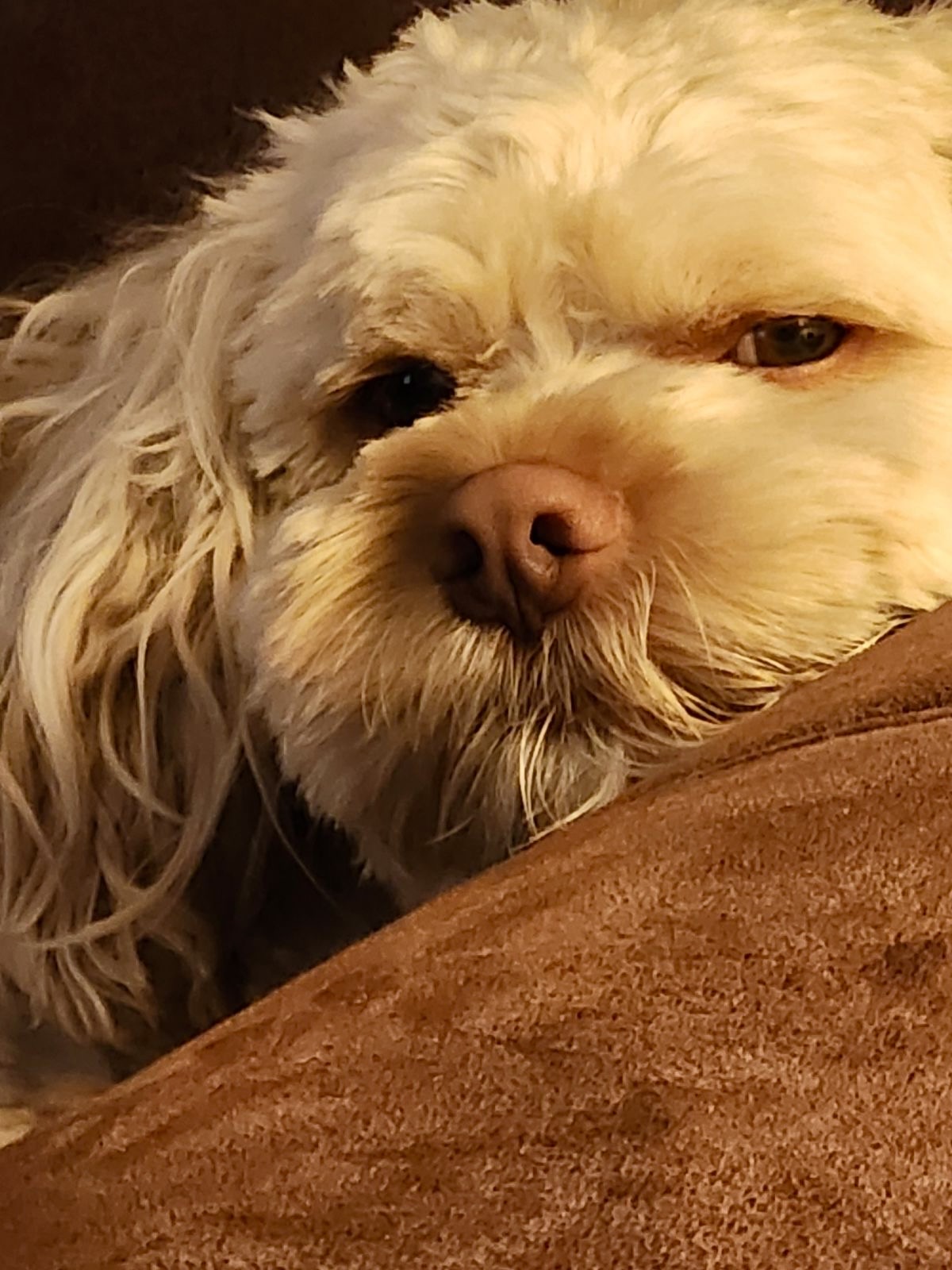 Ewok Tobi